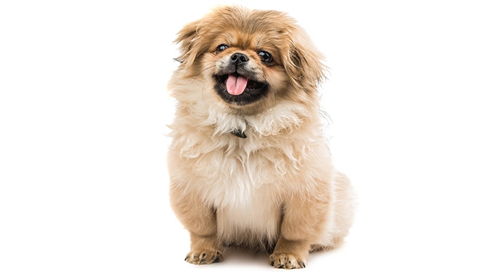 北京狗品種全攻略-性格-壽命-健康問題及飼養貼士一覽